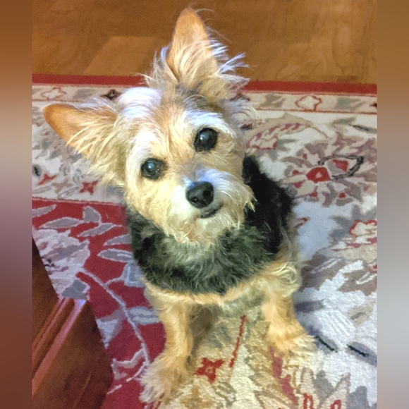 Meet your Posher, Deb - Picture 2 of 2